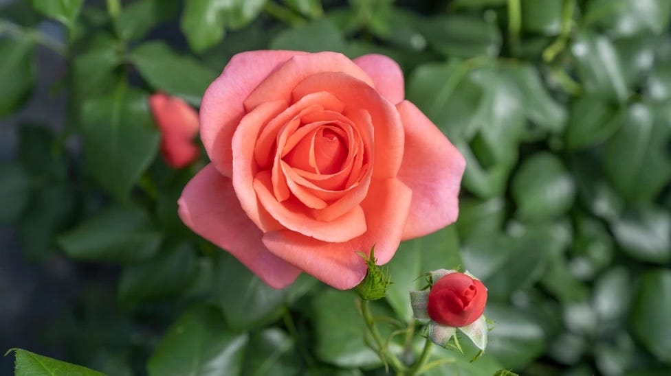 pink rose blooming near a closed rosebud amidst green leaves