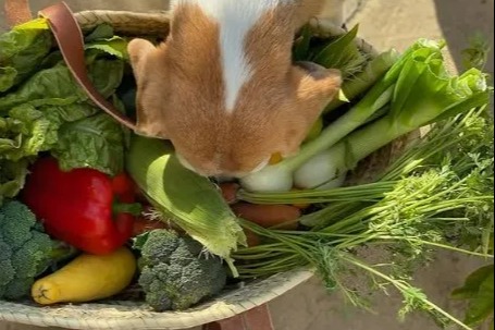 Royal fans baffled by Meghan Markle's 'garden haul' of home-grown vegetables... that 'aren't in season'