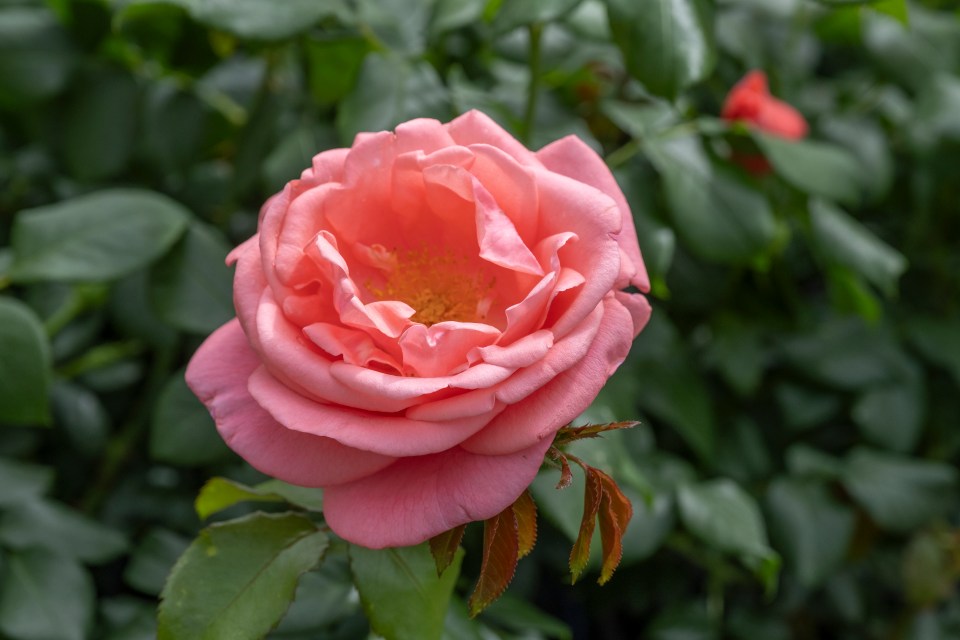 Pink rose in bloom.