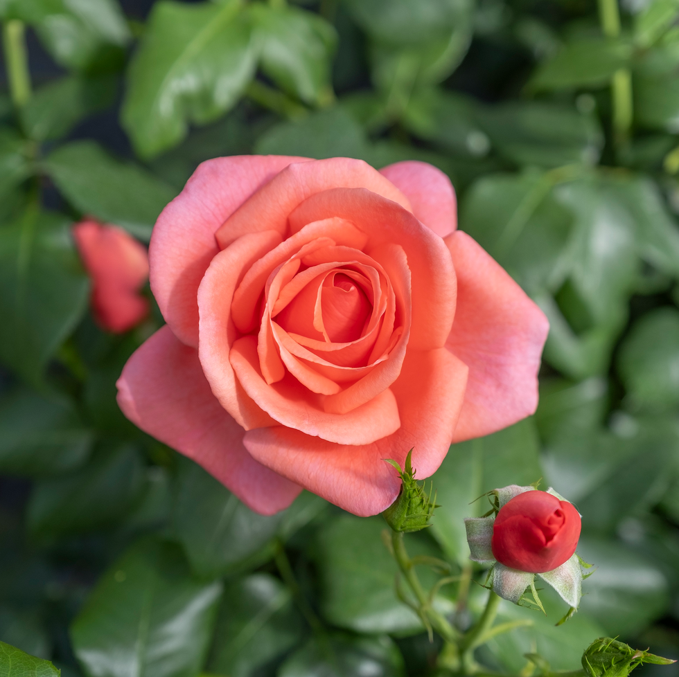 Catherine's Rose - new rose named after Kate Middleton - Catherine, Princess of Wales catherine's rose new rose named after kate middleton catherine, princess of wales