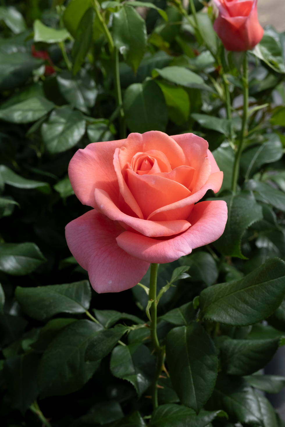 Catherine's Rose catherine, princess of wales