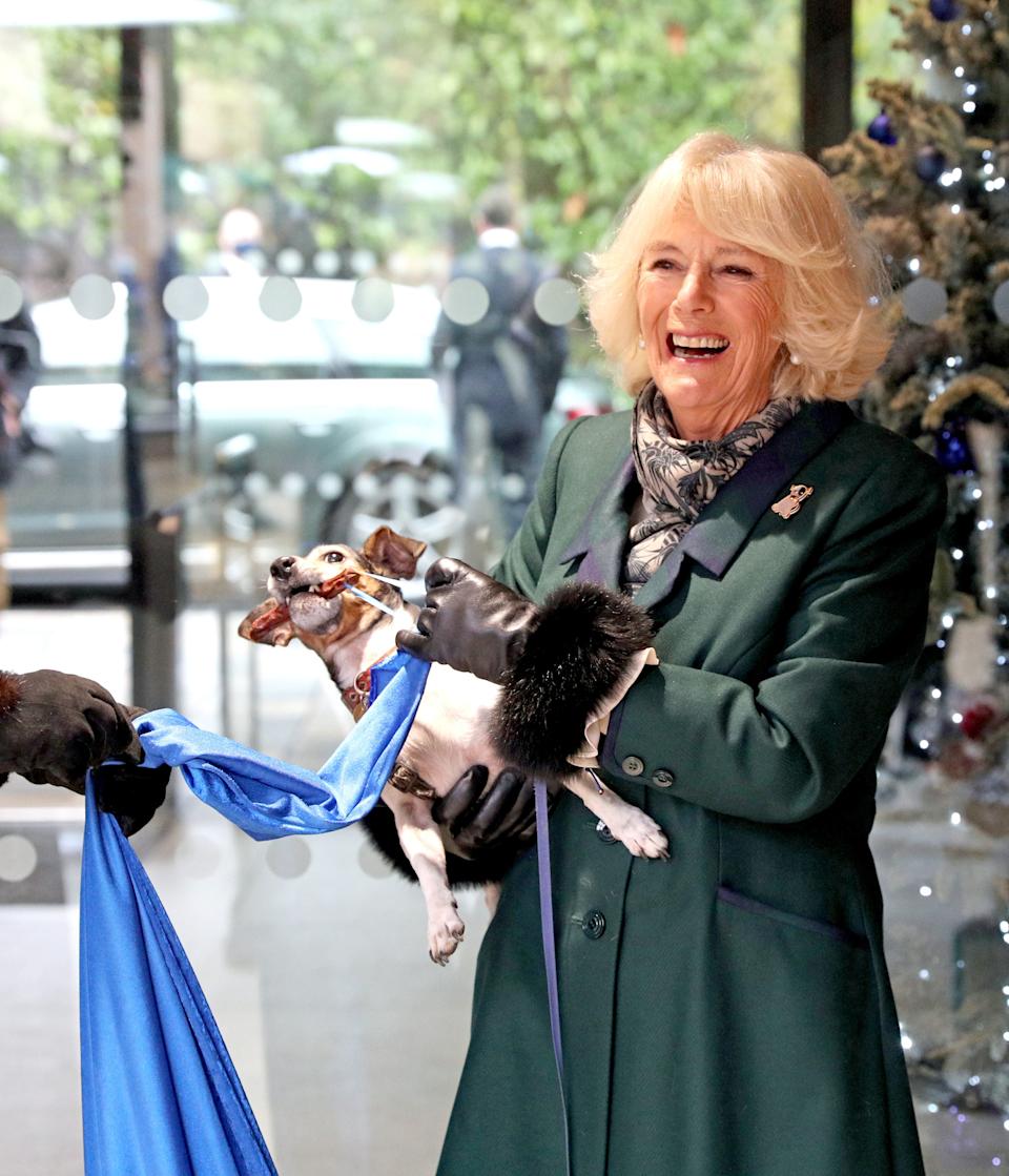 WINDSOR, ENGLAND - DECEMBER 09: Camilla, Duchess of Cornwall with Beth, her jack-russell terrier, unveiling a plaque as they visit the Battersea Dogs and Cats Home to open the new kennels and thank the centre's staff and supporters on December 9, 2020 in Windsor, United Kingdom. (Photo by Steve Parsons - WPA Pool/Getty Images) / Steve Parsons - WPA Pool/Getty Images