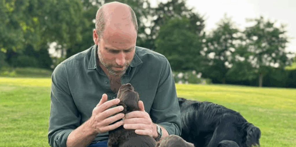 George, Charlotte, Louis and Kate send special message to William as new puppies revealed George, Charlotte, Louis and Kate send special message to William as new puppies revealed