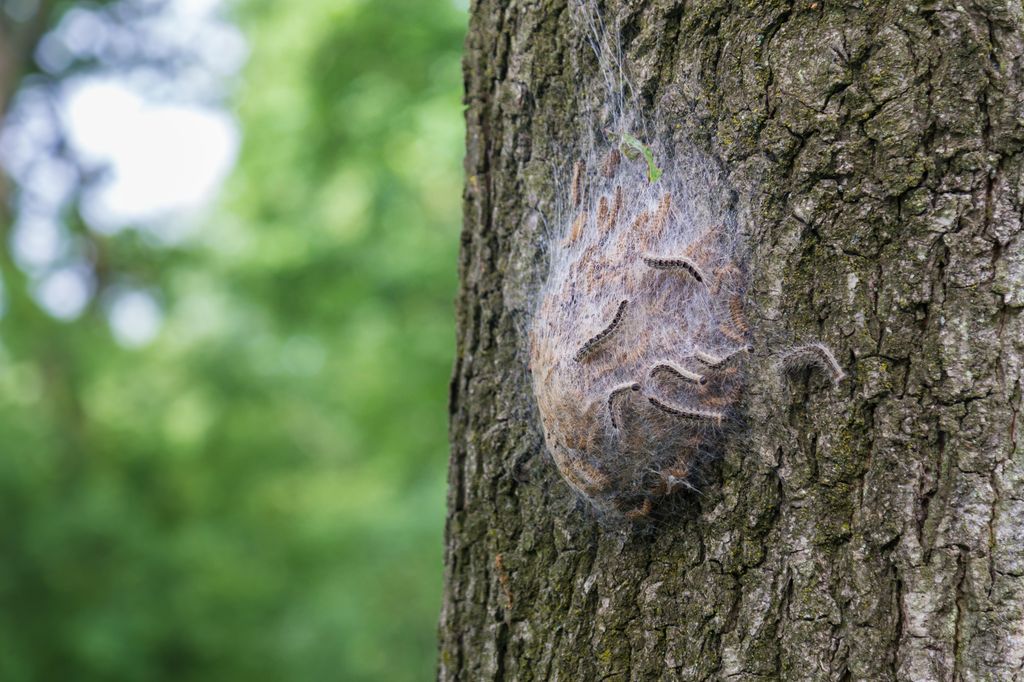 caterpillar nest on a tree