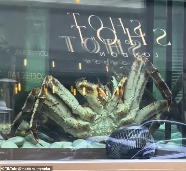 London-based TikTok user Marta Kalinowska shared the window display on TikTok, writing that she feels 'powerless'