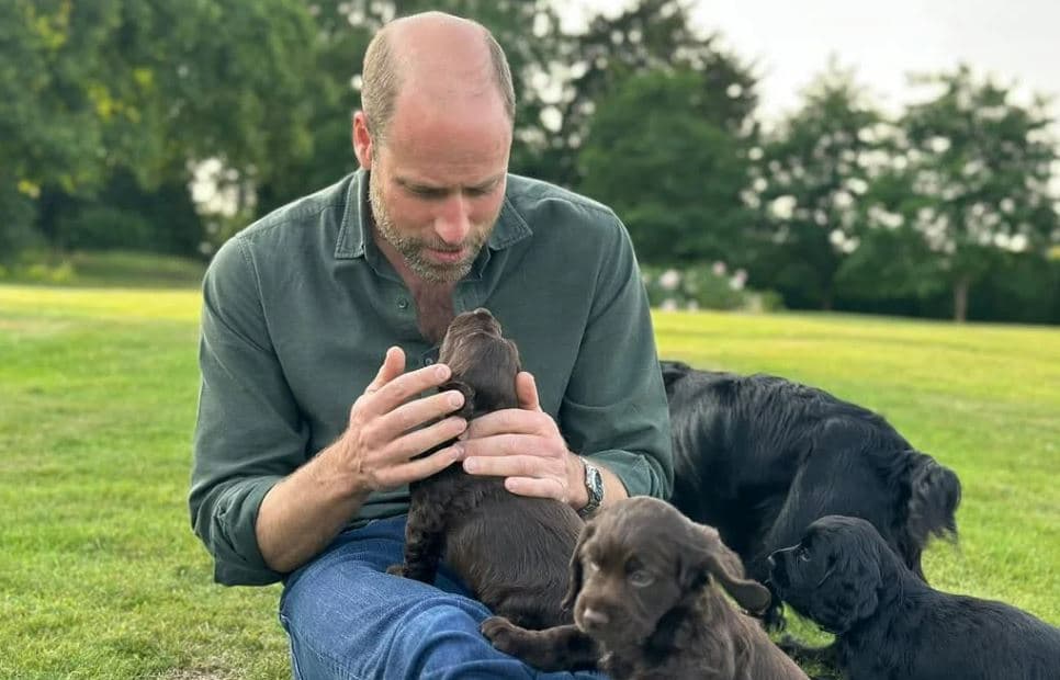 New photo of Prince of Wales with puppies released to mark 43rd birthday - London Evening Standard
