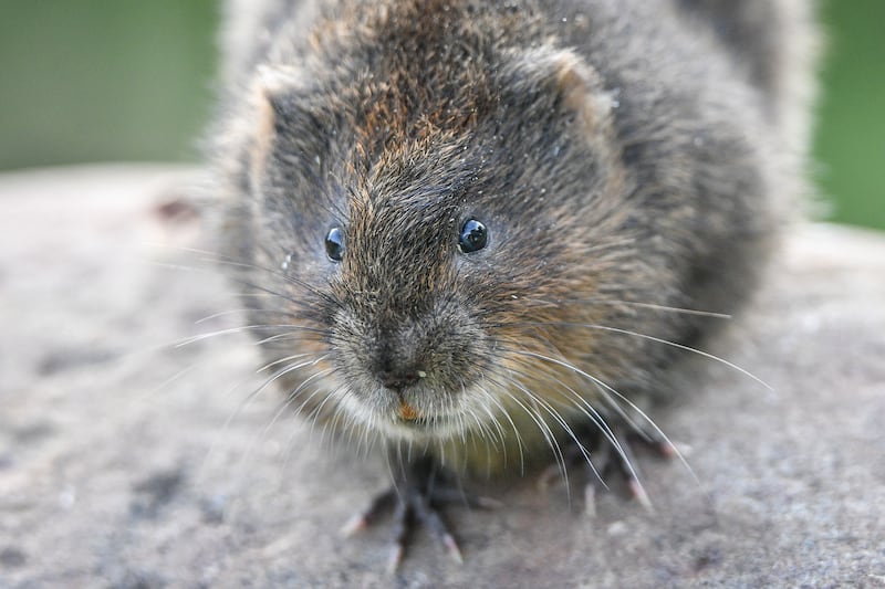 Water voles have been reintroduced to the River Fowey’s wetland corridor in Restormel