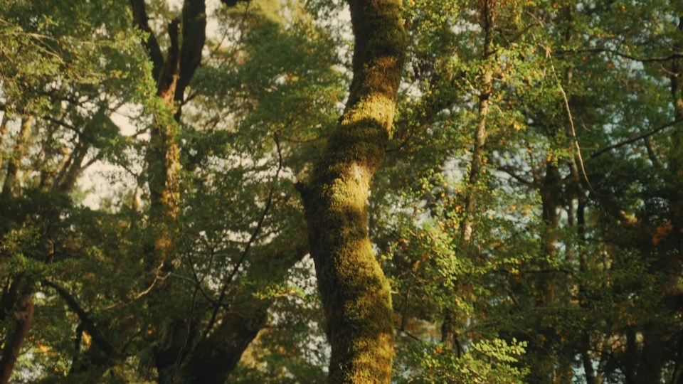 Moss-covered tree trunk in a forest.