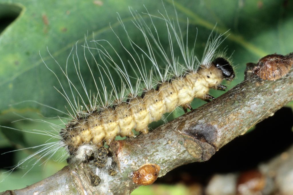 A picture of an Oak Processionary Moth
