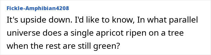 Screenshot of a social media comment questioning the authenticity of Meghan Markle's fruit-picking photo with green apricots. Screenshot of a social media comment questioning the authenticity of Meghan Markle's fruit-picking photo with green apricots.
