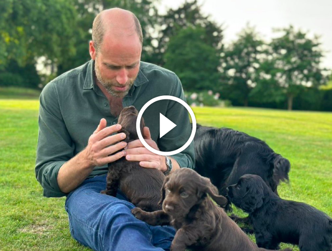 The Prince and Princess of Wales welcome four puppies to the family