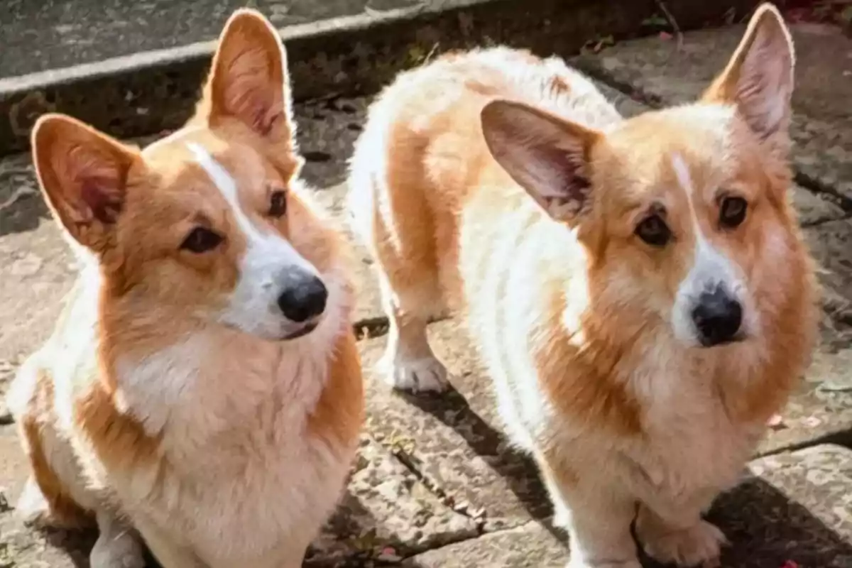 Two Corgi dogs standing on a stone floor. Two Corgi dogs standing on a stone floor.