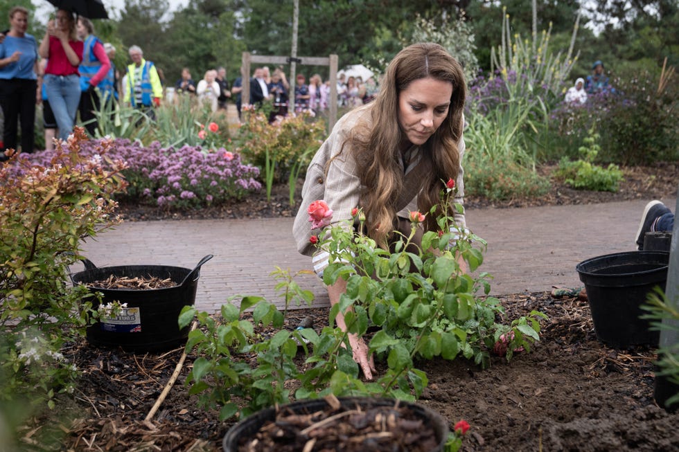 The Princess Of Wales Visits RHS's Wellbeing Garden At Colchester Hospital colchester, england july 2: catherine, princess of wales, planting a rose during a visit to the rhss wellbeing garden at colchester hospital on july 2, 2025 in colchester, england. the visit coincides with the donation of 50 catherines rose plants, named after the princess by the rhs with funds from sales going to the royal marsden cancer charity. (photo by stefan rousseau wpa pool/getty images)