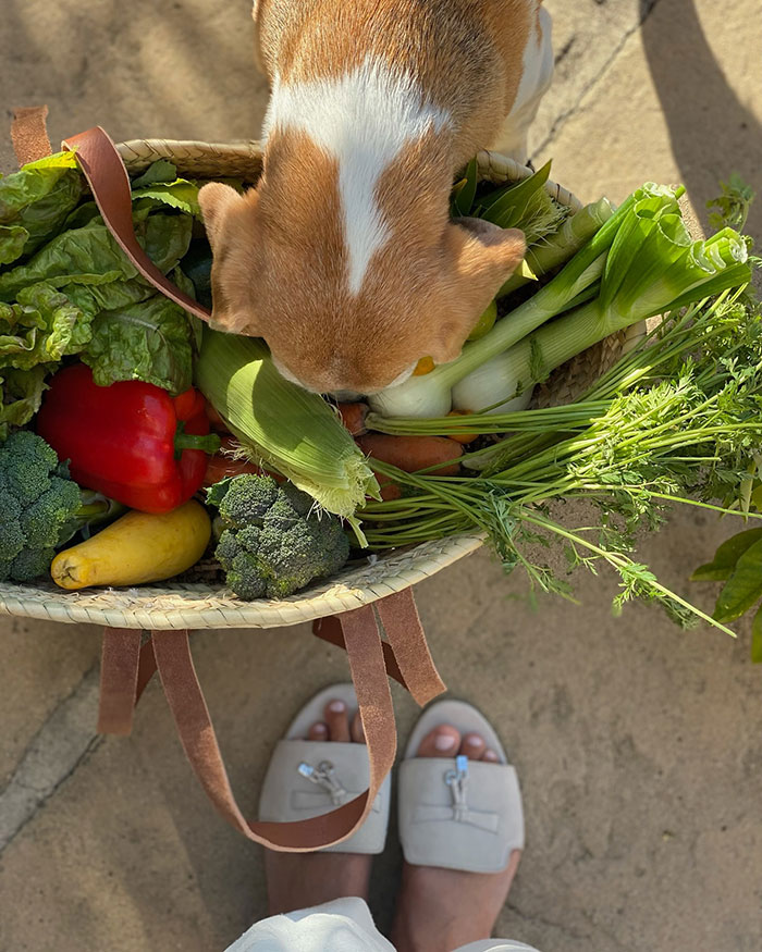 Dog sniffing fresh vegetables in a basket, highlighting Meghan Markle fruit-picking photo controversy and accusations online. Dog sniffing fresh vegetables in a basket, highlighting Meghan Markle fruit-picking photo controversy and accusations online.