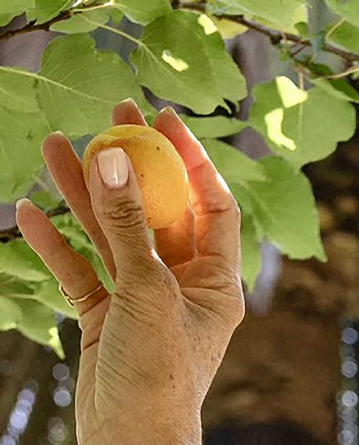 Hand holding a small fruit among green leaves, related to Meghan Markle fruit-picking photo controversy. Hand holding a small fruit among green leaves, related to Meghan Markle fruit-picking photo controversy.