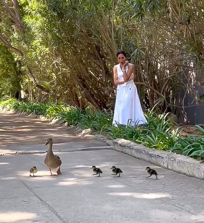 Meghan Markle standing near bushes watching a duck and ducklings crossing a sunlit paved path outdoors. Meghan Markle standing near bushes watching a duck and ducklings crossing a sunlit paved path outdoors.