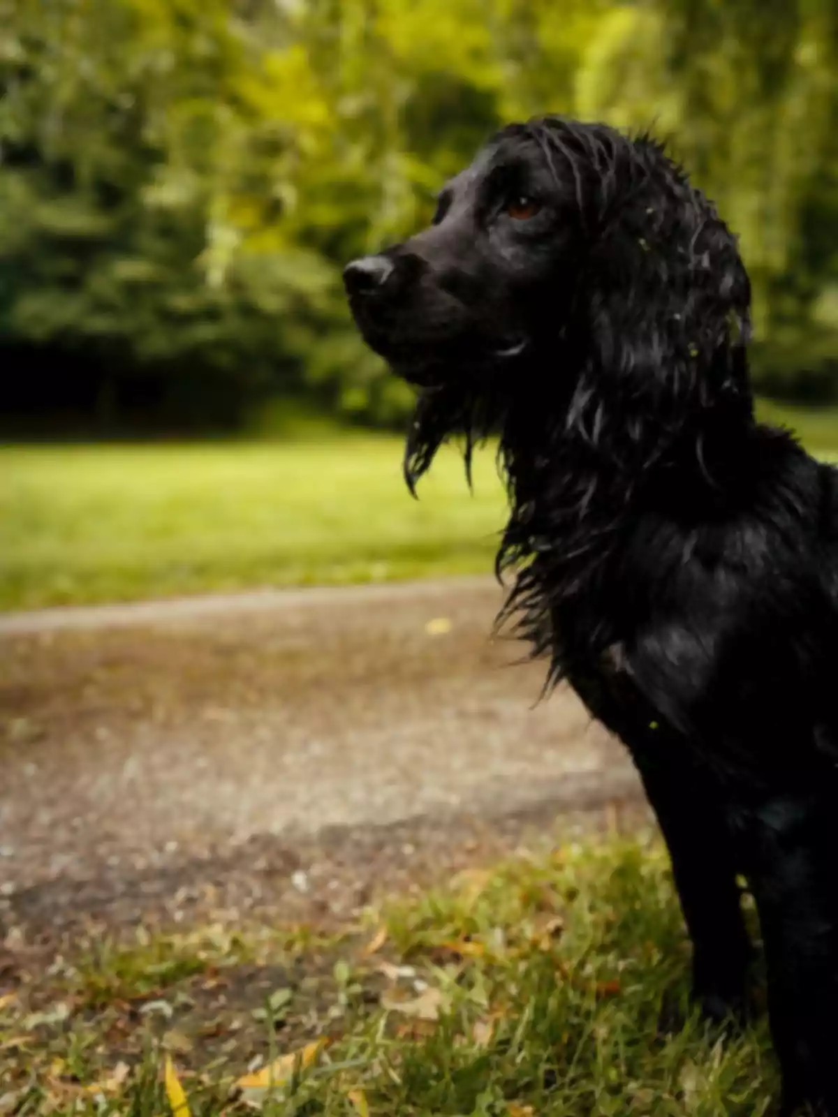 A long-haired, wet black dog is standing on a dirt path with a background of green trees.