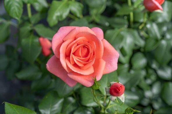 Catherine's Rose named for Princess of Wales Catherine's Rose named for Princess of Wales