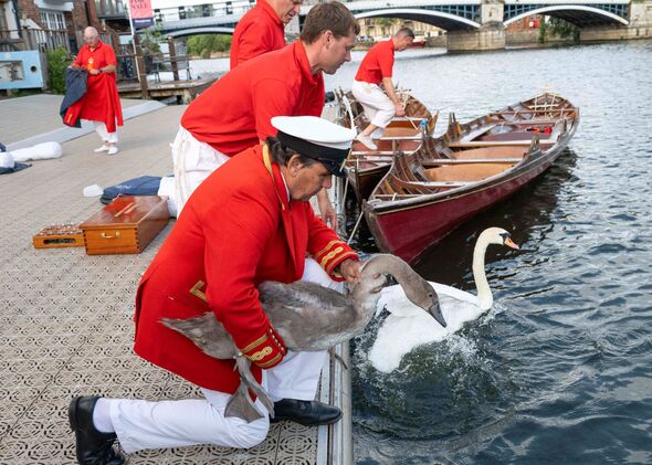 Britain Swan Upping (25195631077993)