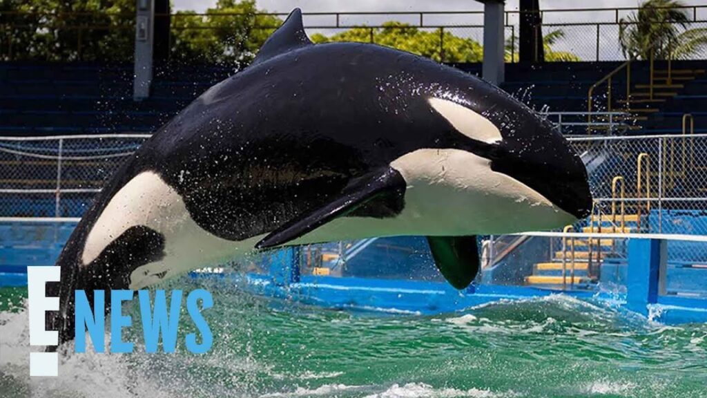 Did an Orca Kill Trainer Jessica Radcliffe? Viral Clip Explained | E! News Did an Orca Kill Trainer Jessica Radcliffe? Viral Clip Explained | E! News