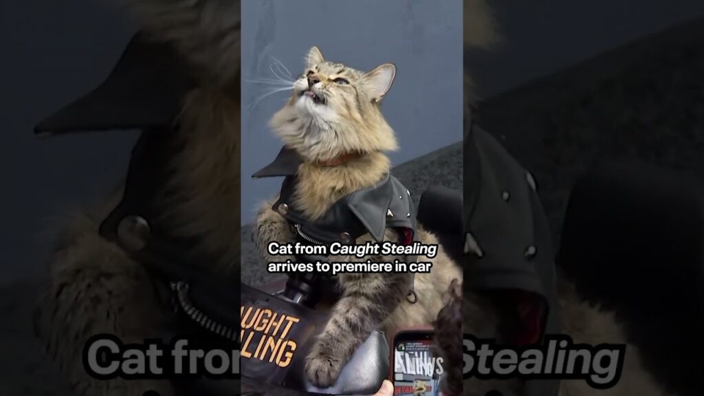 Cat from "Caught Stealing" at NY Premiere