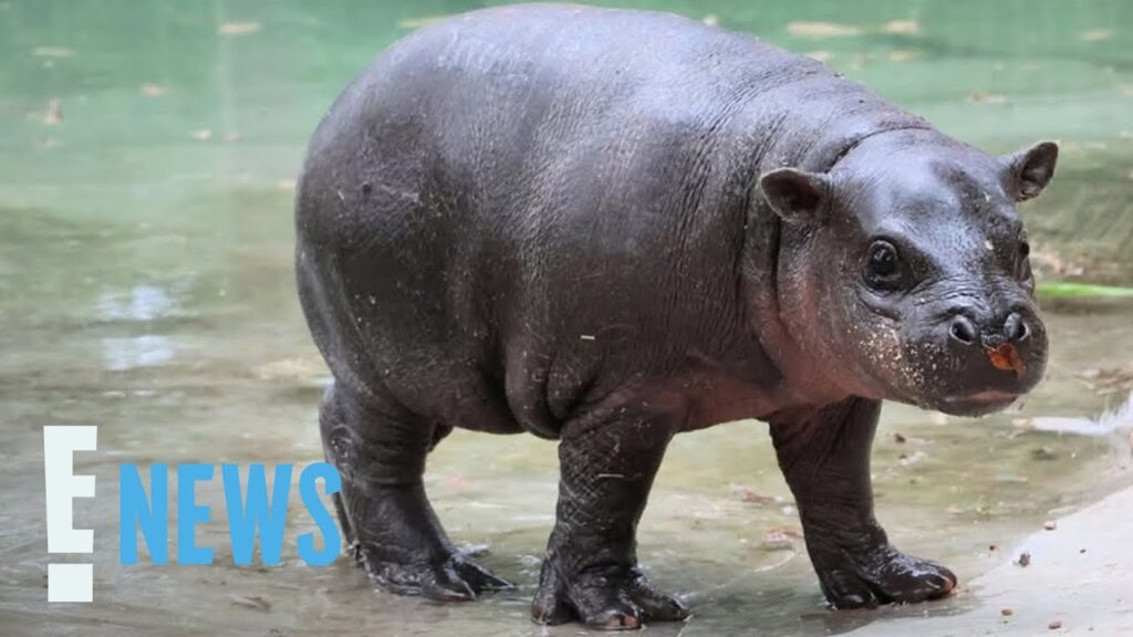 Baby Pigmy Hippo Mars Goes Viral for Refusing to Get Out of Pool | E! News Baby Pigmy Hippo Mars Goes Viral for Refusing to Get Out of Pool | E! News