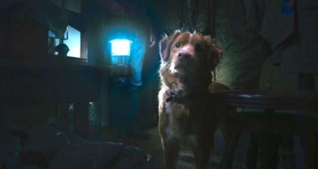Indie horror film 'Good Boy' upgraded from limited-release to wide-release after trailer goes viral