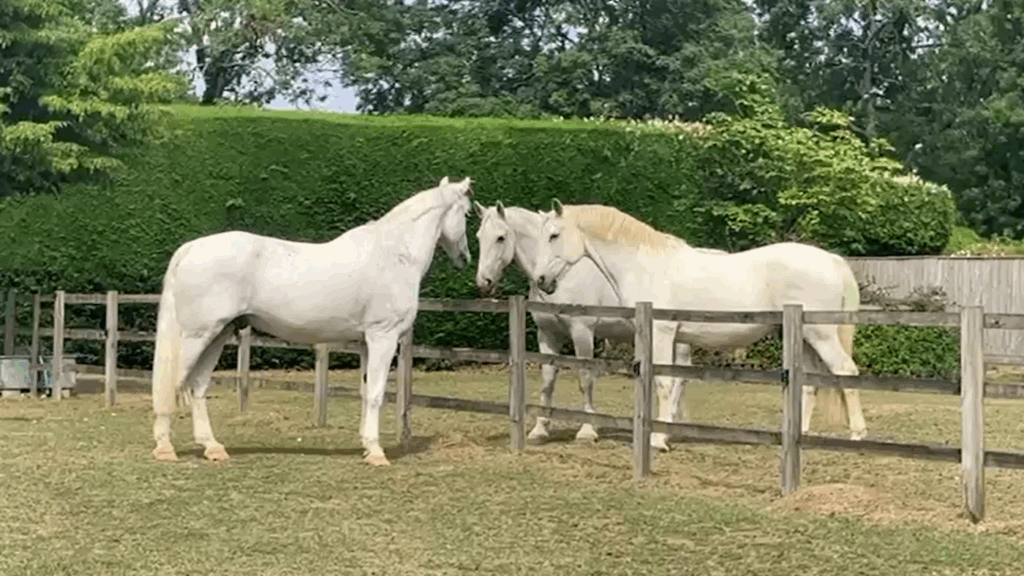 Royal Family salutes much-loved ‘gentle giant’ reunited with his father and sister for happy retirement Royal Family salutes much-loved ‘gentle giant’ reunited with his father and sister for happy retirement