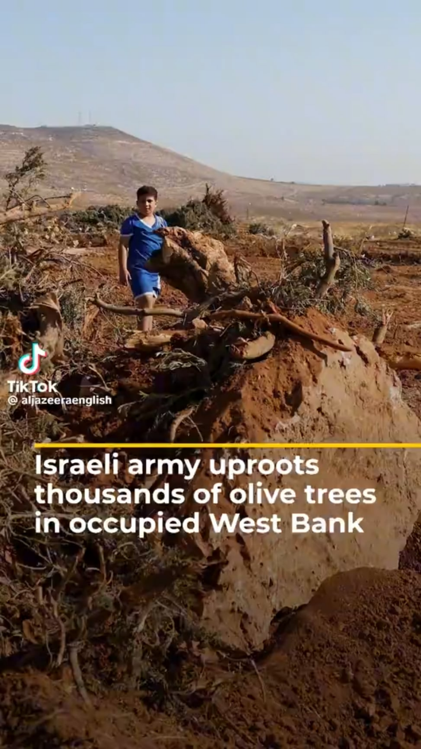 Israeli military uproots thousands of Palestinian olive trees in West Bank saying the trees posed a “security threat” to a main Israeli settlement road that runs through the village’s land