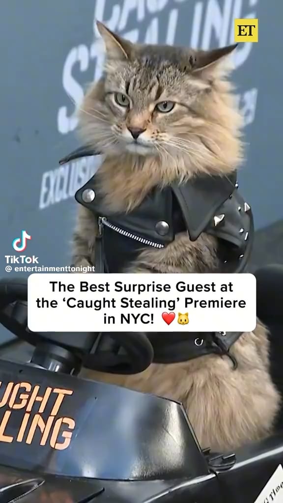 The true star of ‘Caught Stealing’ Tonic the cat on the carpet for the NYC premiere