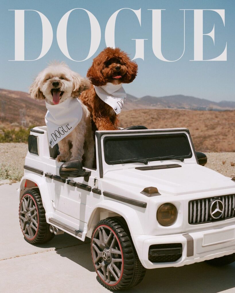 Sabrina Carpenter’s dogs Goodwin & Louie cover the latest issue of DOGUE. Photographed by Daria Kobayashi Ritch & styled by Lindsey Hartman.