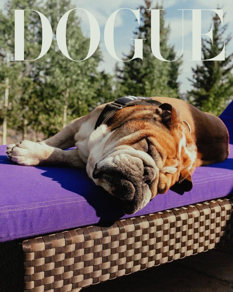 Lewis Hamilton’s bulldog Roscoe covers the latest issue of DOGUE. Photographed by Sulay Kelly & Daniel Forrest.