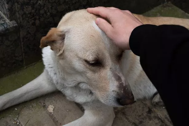 A man or teenager strokes and caresses a lonely dog lying on the asphalt, road or sidewalk. Portrait of a sad abandoned dog looking away. A homeless, sterilized and vaccinated dog on the street, outdoors on a summer day. Adoption of pets.