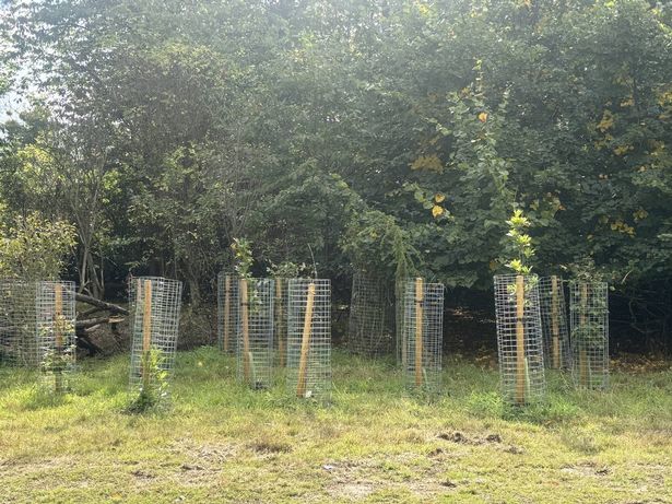 New trees and hedgerows have been planted around Forest Lodge