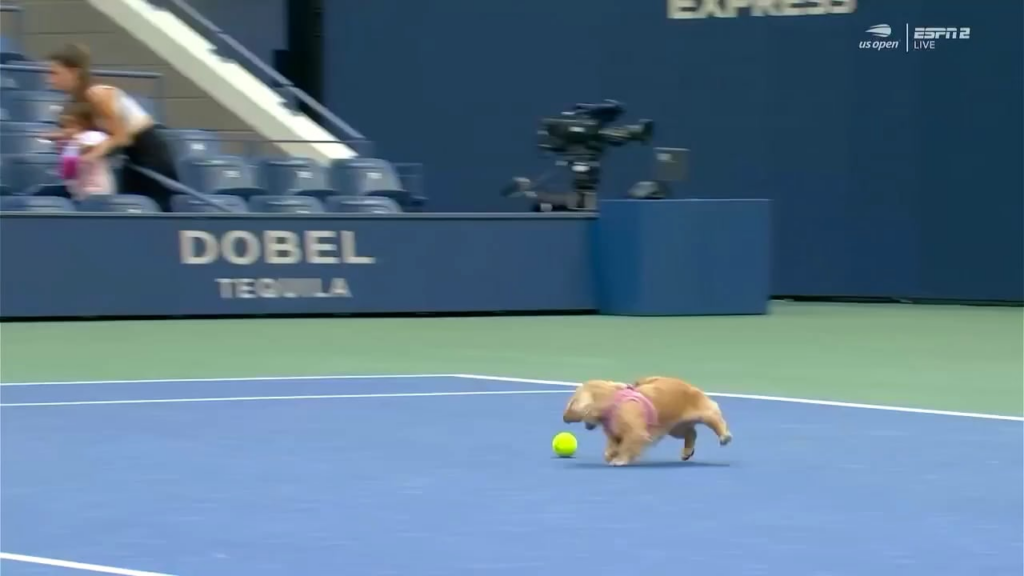 Anna Kalinskaya had her dog, Bella, chasing tennis balls for her during her warmup before yesterday’s match.