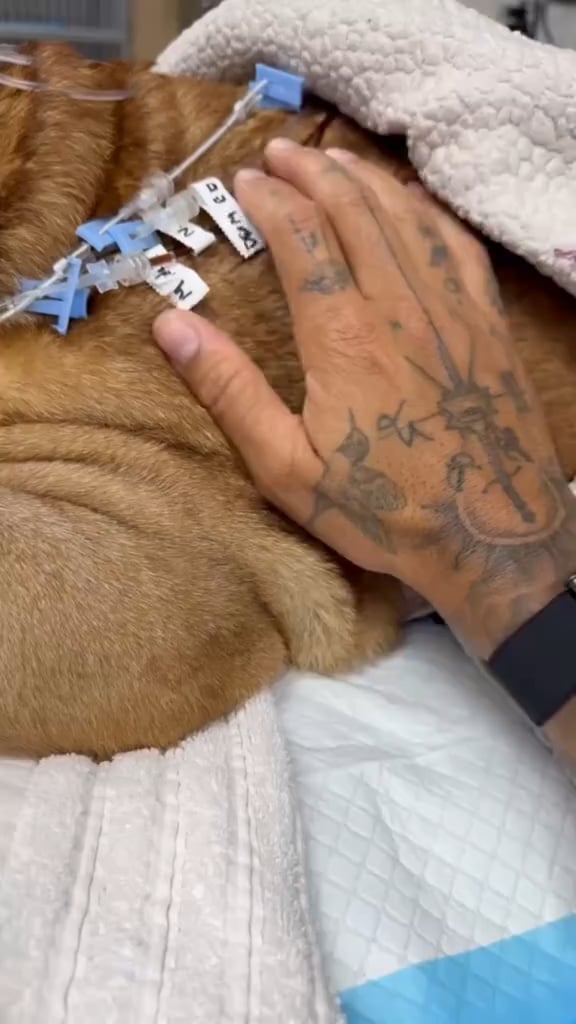 Lewis Hamilton shares video in memory of his dog Roscoe: "I’ll miss you always Roscoe."