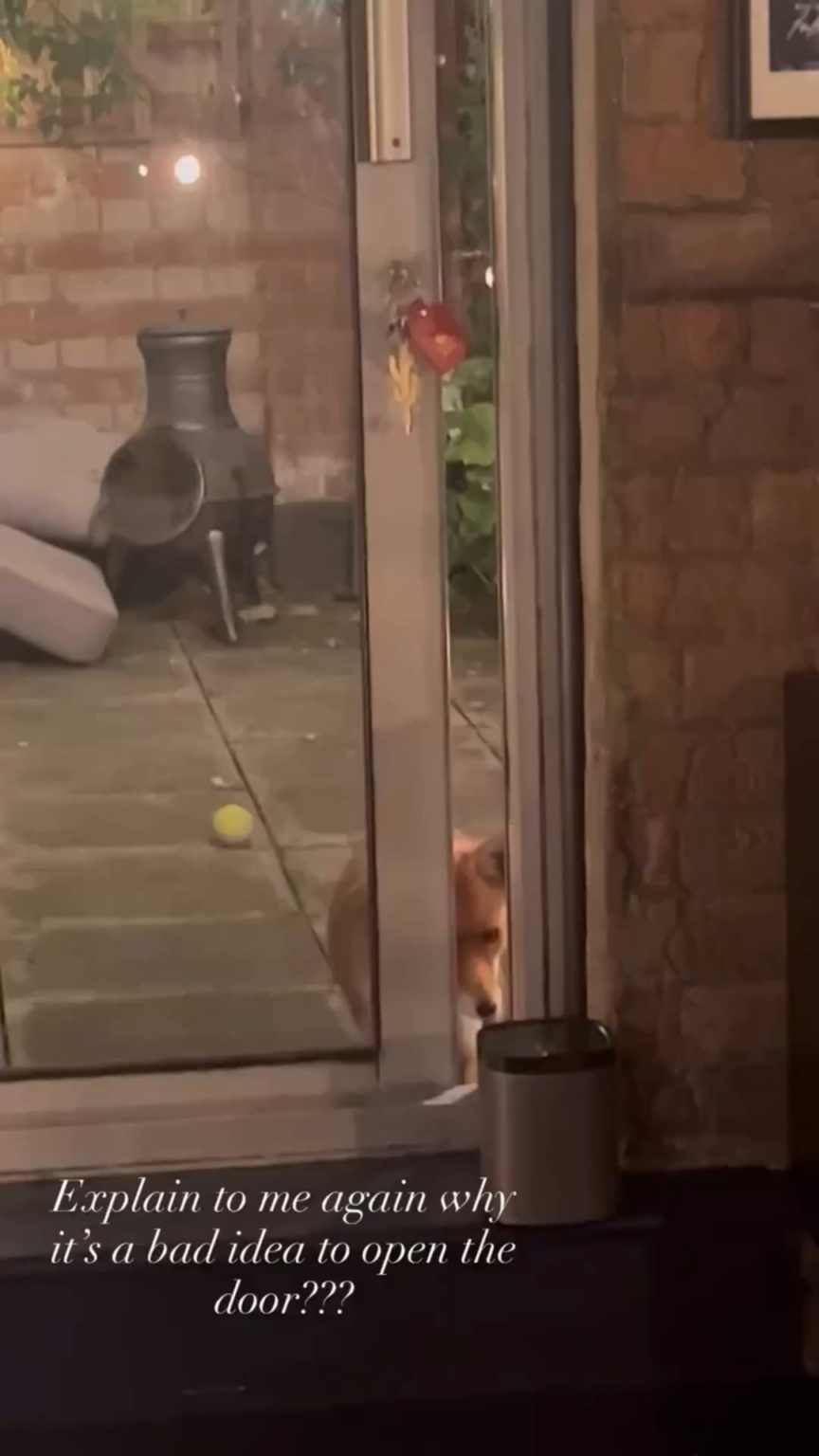 Ella Purnell chronicles her adventures domesticating a fox on her IG stories
