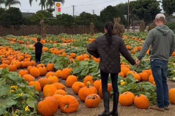 Prince Harry and Meghan Markle hold hands as they watch their children pick pumpkins