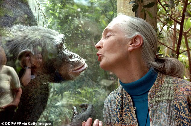 In April 2020, just a few months after Meghan and Harry withdrew from royal duties, Dr Goodall revealed that she had 'been in touch' with the prince and that he had been finding life 'a bit challenging'