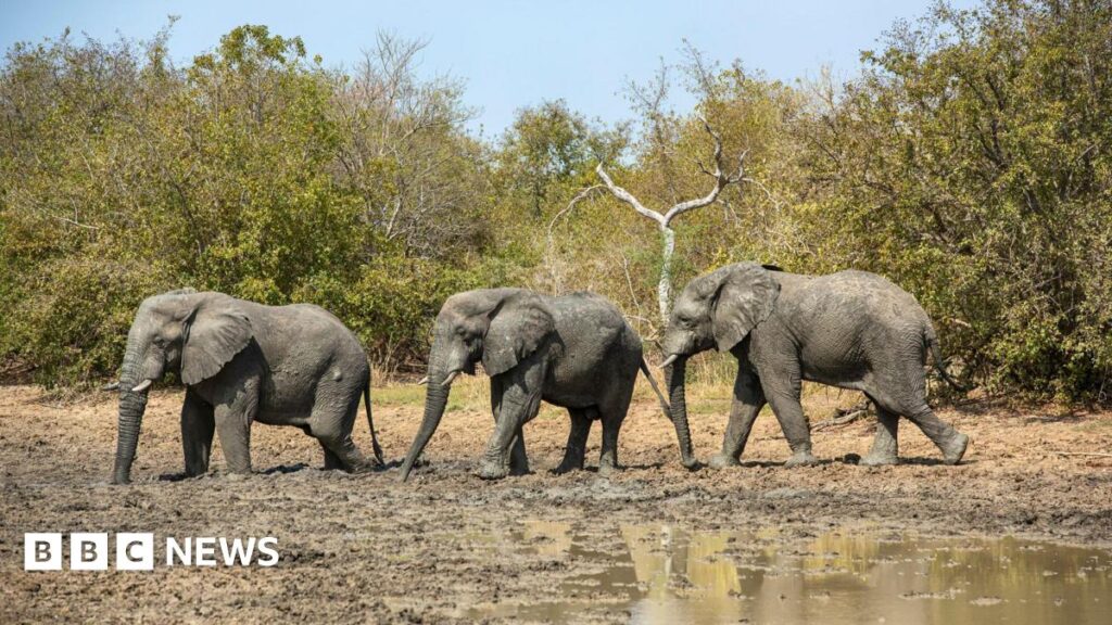 Chad restores ties with wildlife charity linked to Prince Harry Three grey elephants walk in a row through mud with trees behind them.