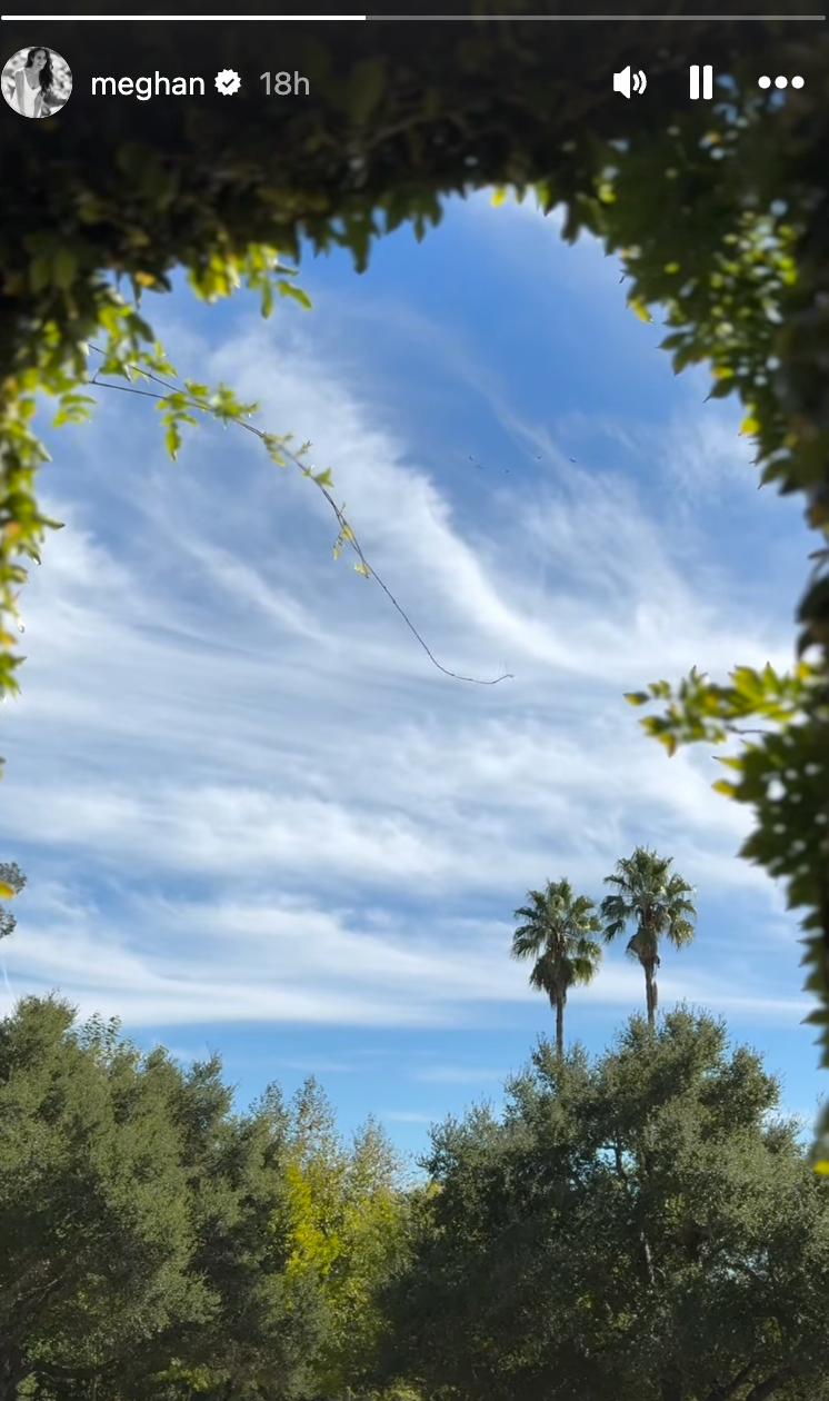 View through foliage to a sky with wispy clouds and palm trees.