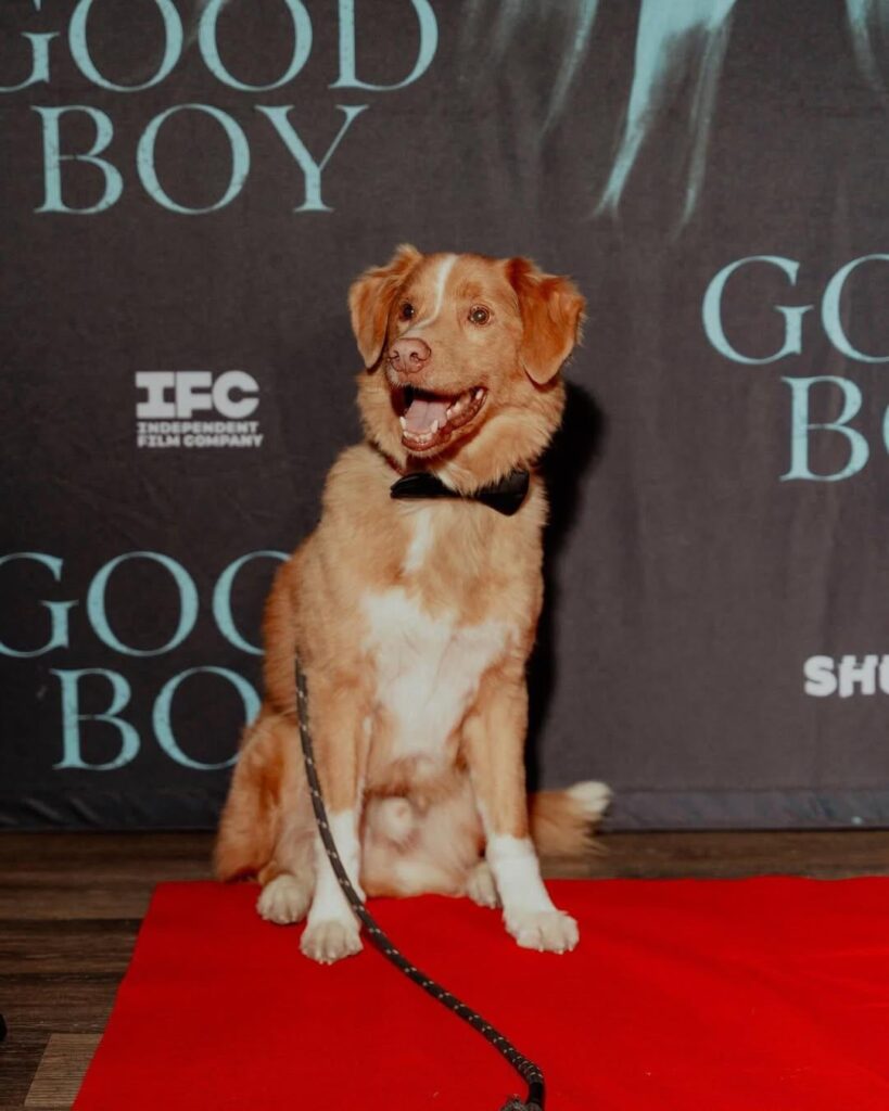 Indy, the Nova Scotia Duck Tolling Retriever & star of ‘Good Boy,’ stunned at the film’s premiere in NYC, which was directed by his dad Ben Leonberg & produced by his mom Kari Fischer. (September 30, 2025)