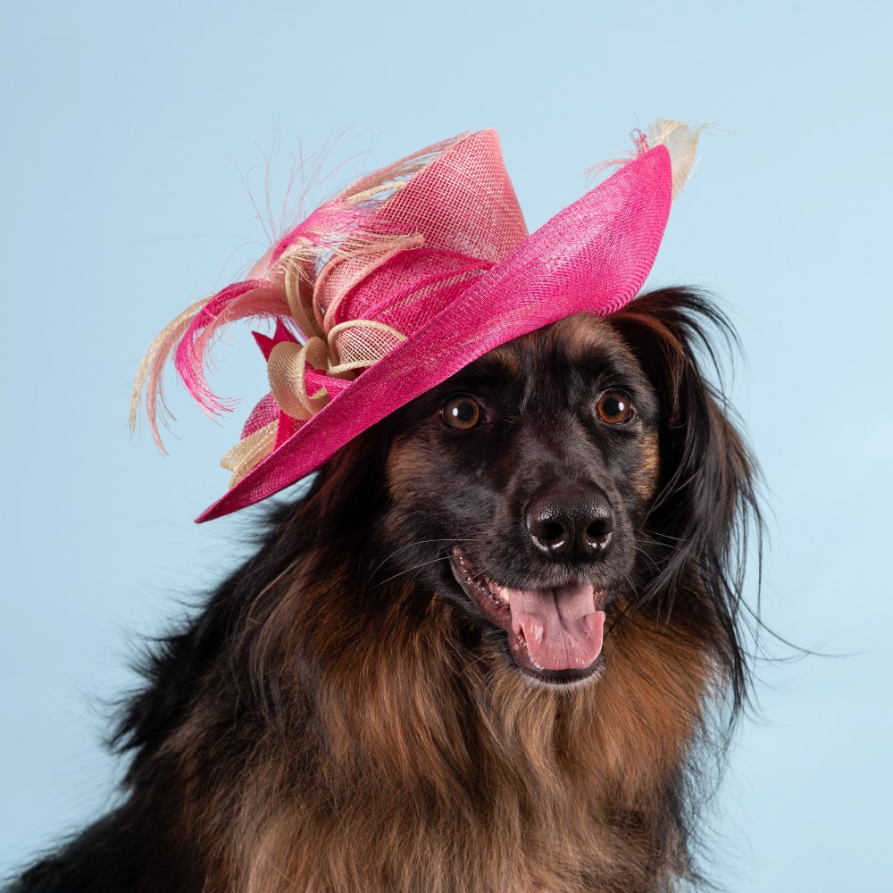 Royal Milliner Who Designed Kate Middleton and Meghan Markle Hats Releases 2026 Haute Dogs Calendar to Help Shelter Pets