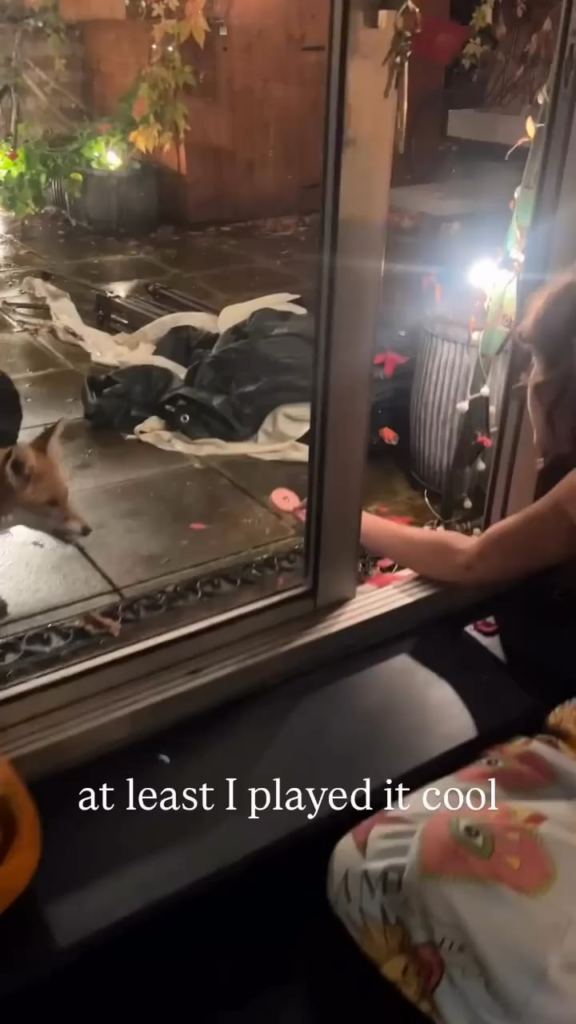 Ella Purnell’s quest to befriend a fox in her backyard as she countries to document the saga on her IGS Ella Purnell’s quest to befriend a fox in her backyard as she countries to document the saga on her IGS