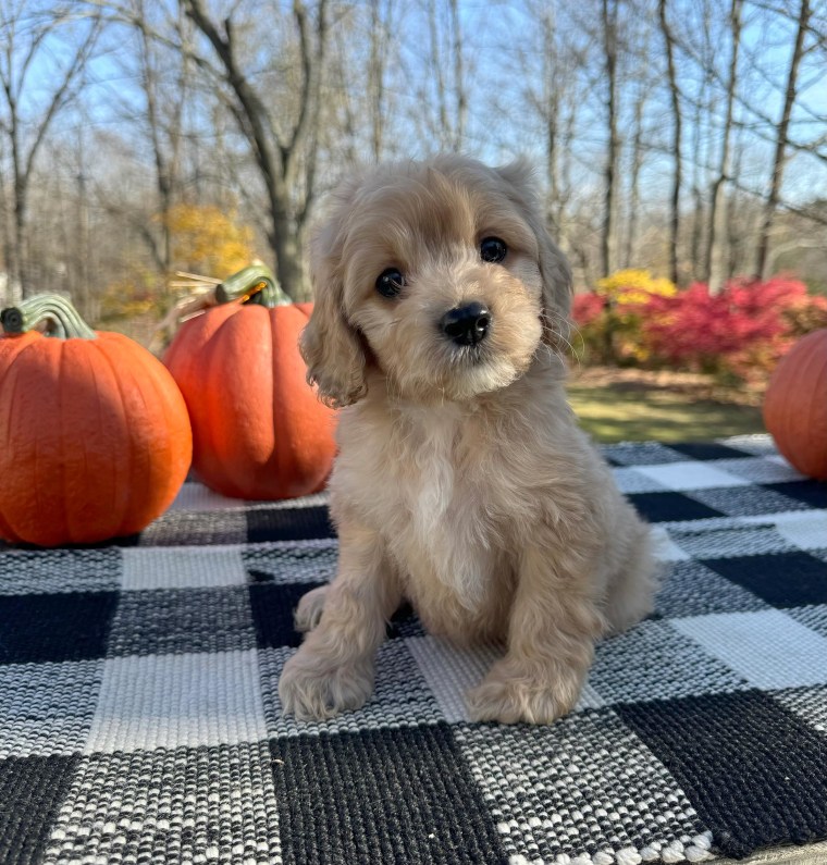 Carson Daly reveals his family got a new dog named Bucky.