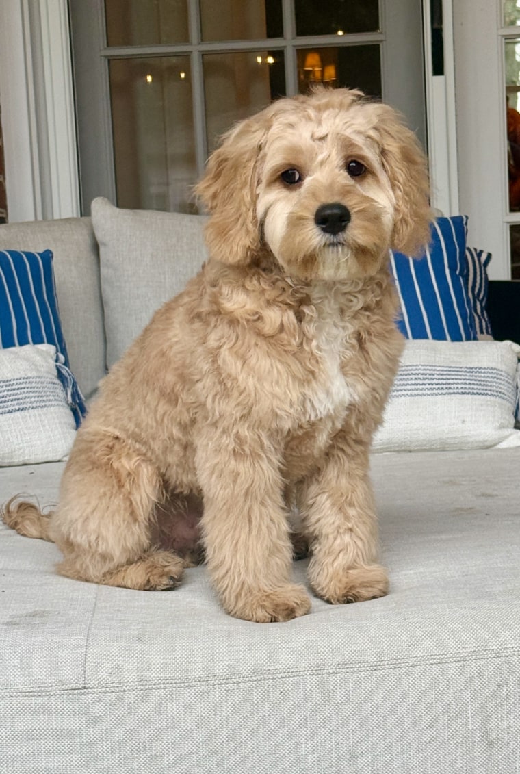 Carson Daly reveals his family got a new dog named Bucky.