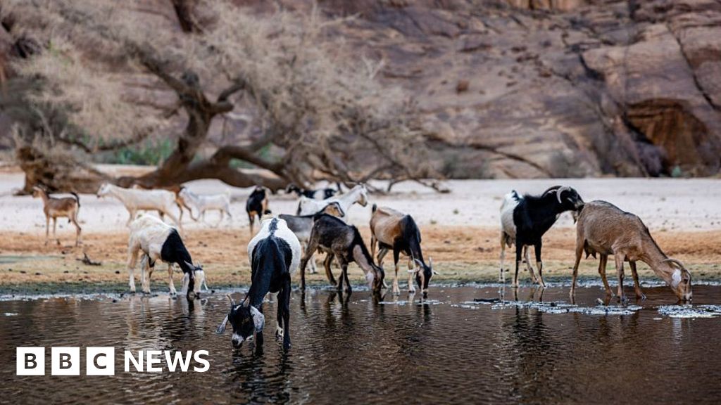 Chad cuts ties with wildlife charity linked to Prince Harry