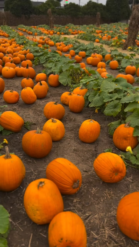 Meghan posts video of family jack-o'-lantern carving with Archie, Lili and Prince Harry