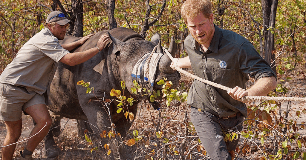 Chad cuts ties with Prince Harry’s African Parks charity over ‘disrespectful attitude’ and financial misconduct allegations Chad cuts ties with Prince Harry's African Parks charity over 'disrespectful attitude' and financial misconduct allegations
