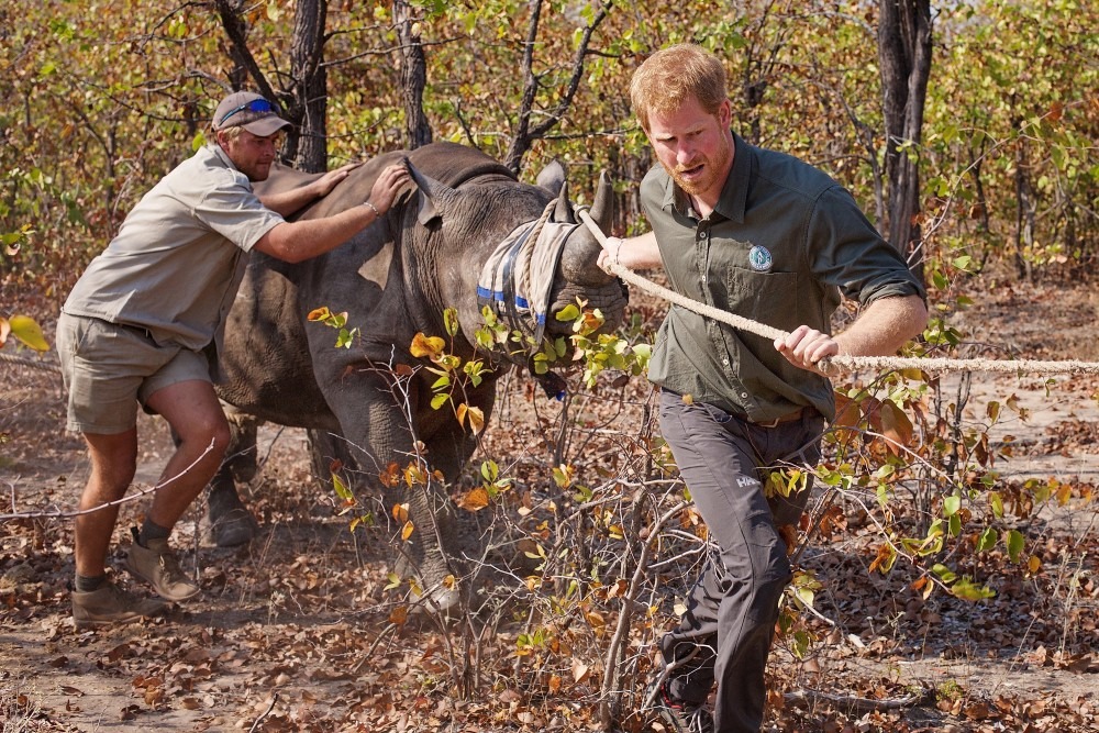 Prince Harry, right, and Roy Hensberg help translocate a rhinoceros in Malawi with African Parks